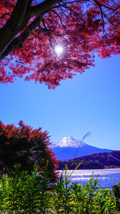 ～もみじトンネルの紅葉と富士～