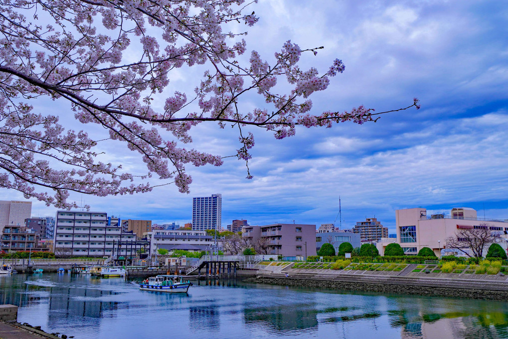 ～勝島運河沿いの満開の桜～