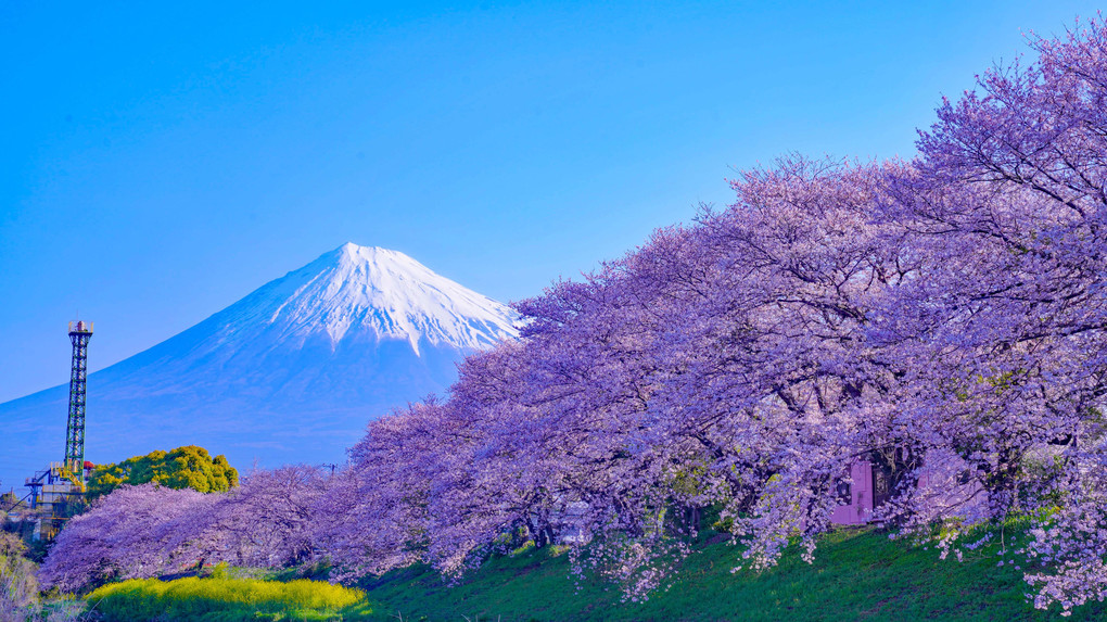 ～潤井川の川岸に咲く桜並木と富士～