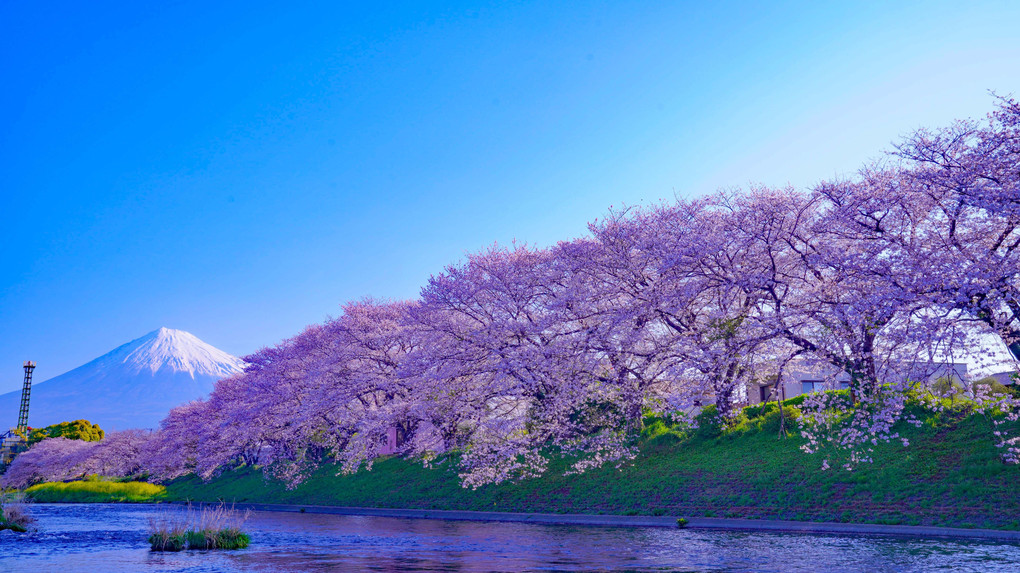 ～潤井川の川岸に咲く桜並木と富士～