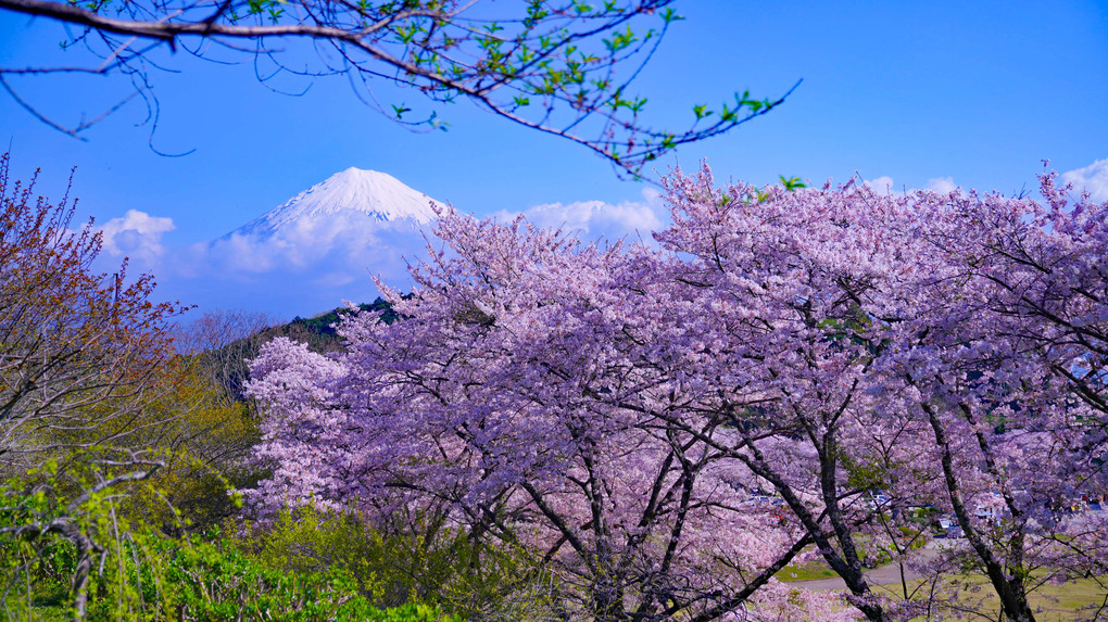 ～岩本山公園の桜～