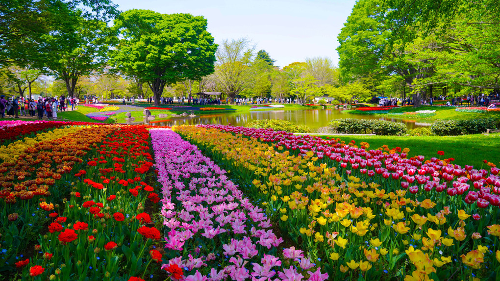 ～昭和記念公園のチュウリップガーデン～