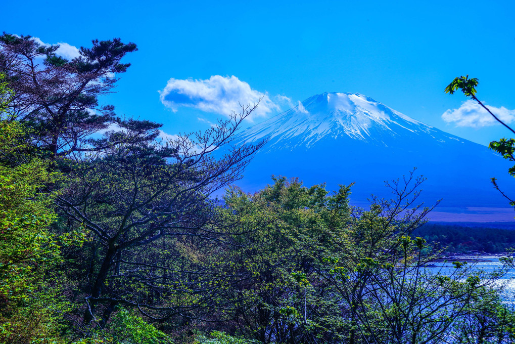 ～新緑の山中湖と富士～