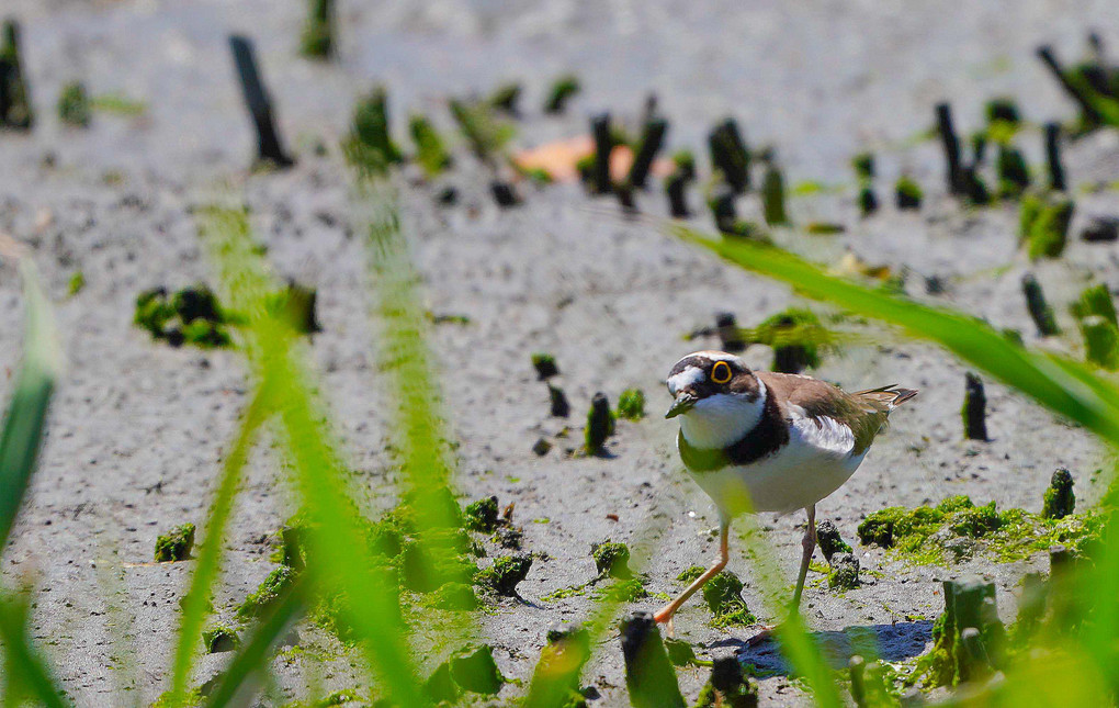 ～東京港野鳥公園の水鳥～