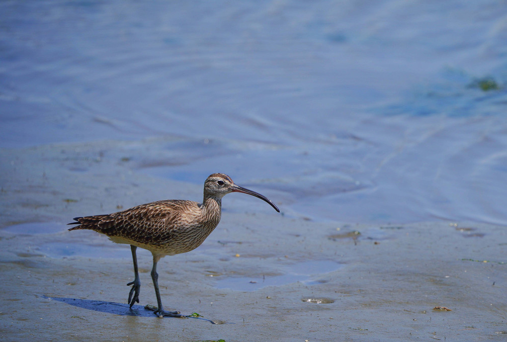 ～東京港野鳥公園の水鳥～