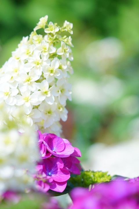 ～品川花街道のアジサイ～