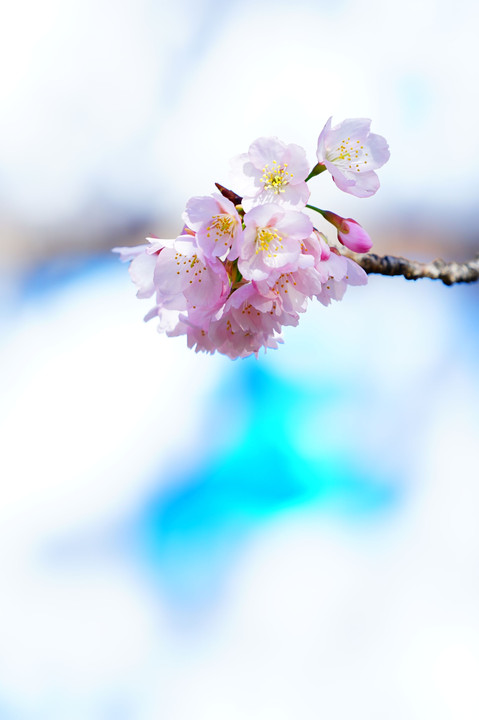 早春の日比谷公園の大寒桜　Ⅰ