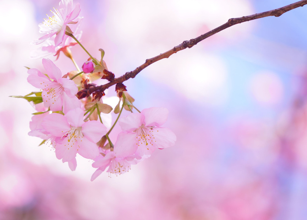 ～満開の河津桜とメジロちゃん～