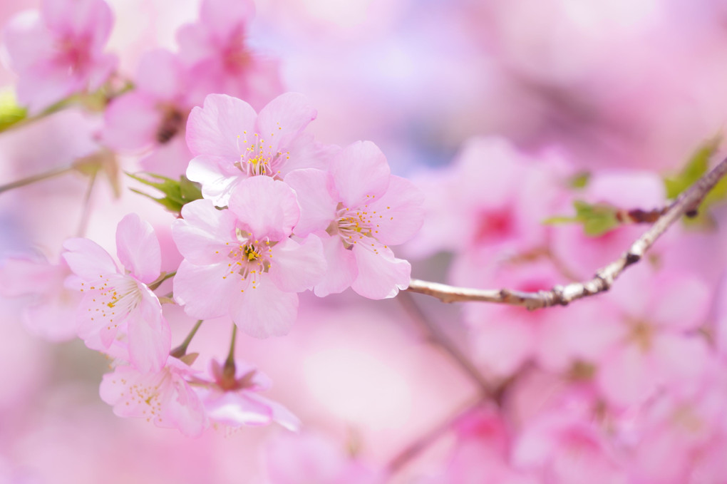 ～満開の河津桜とメジロちゃん～