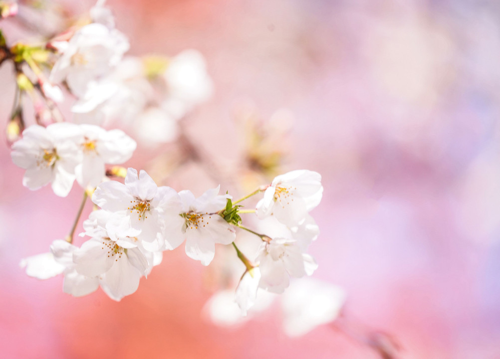 ～春の日差しの中の桜～
