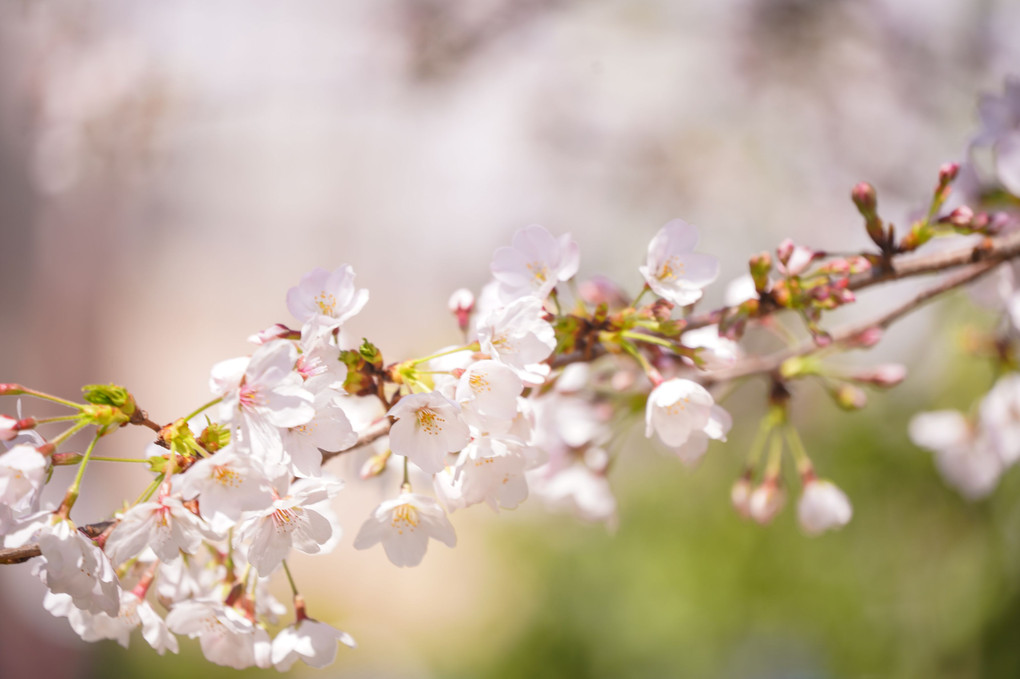 ～春の日差しの中の桜～
