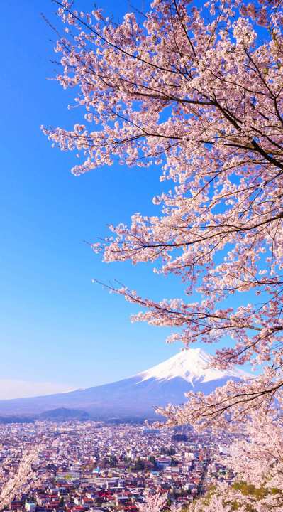 ～新倉山浅間公園の桜と富士～