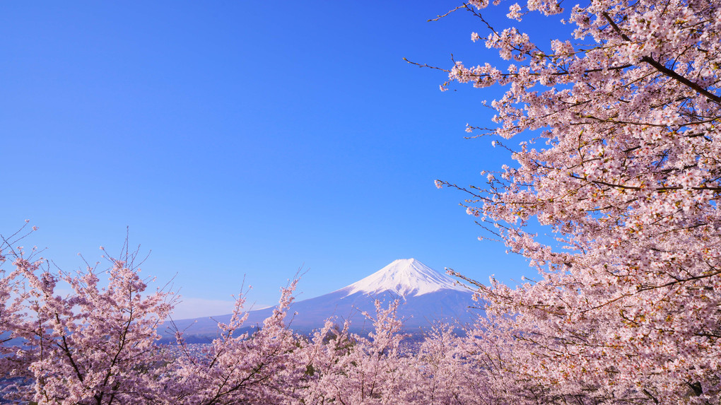 ～新倉山浅間公園の桜と富士～