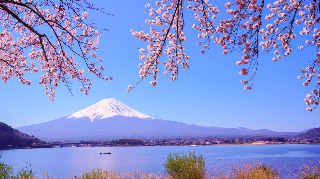 ～河口湖の桜と富士～