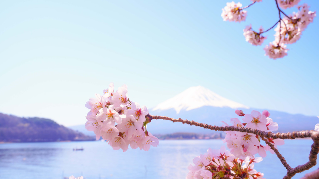 ～河口湖の桜と富士～