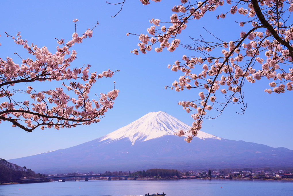 ～河口湖の桜と富士～