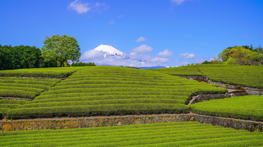 ～茶畑と富士～