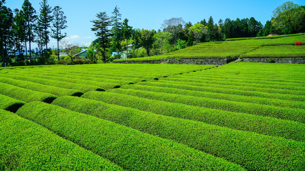 ～茶畑と富士～