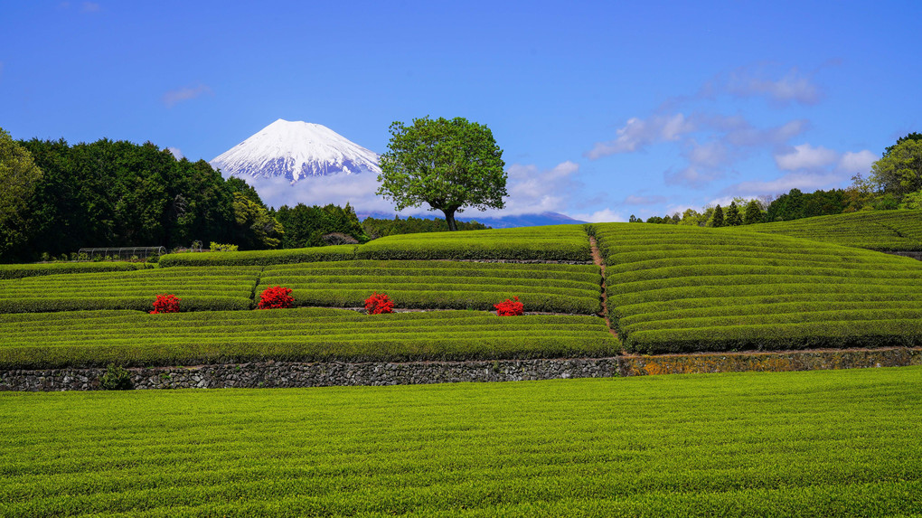 ～茶畑と富士～