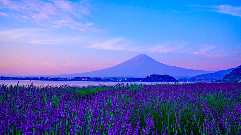 ～早朝のラベンダーと富士～