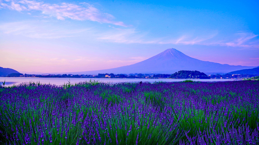 ～早朝のラベンダーと富士～