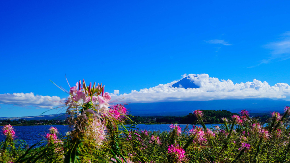 ～河口湖富士とクレオメ～
