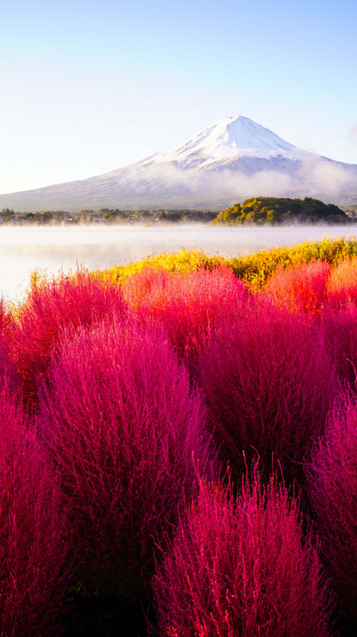 ～幻想的な河口湖とコキアと富士～