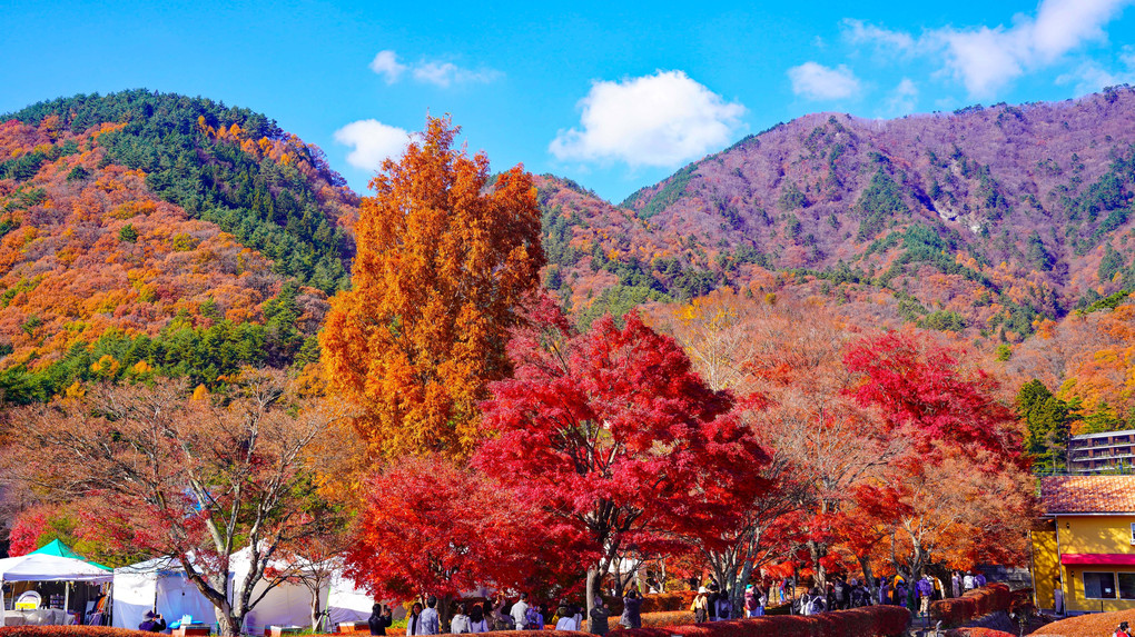 ～河口湖の紅葉祭りともみじ回廊～　パート1