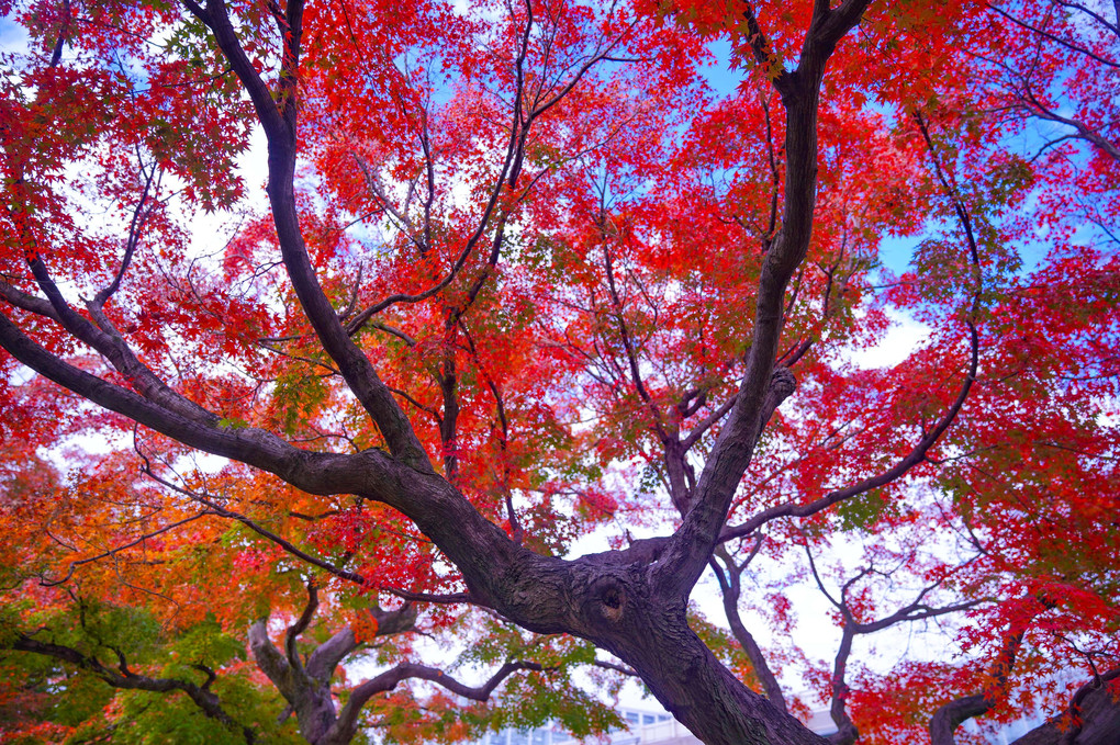 ～晩秋の小石川植物園～