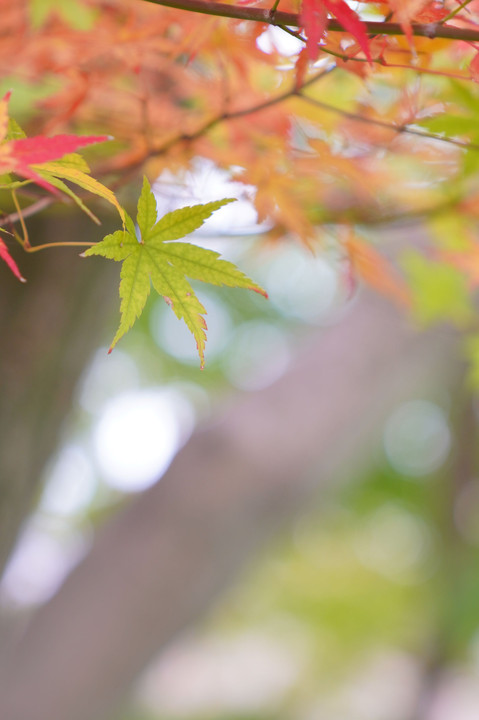 ～小石川植物園の玉ボケ～