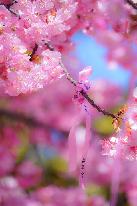 ～桜神宮の河津桜～