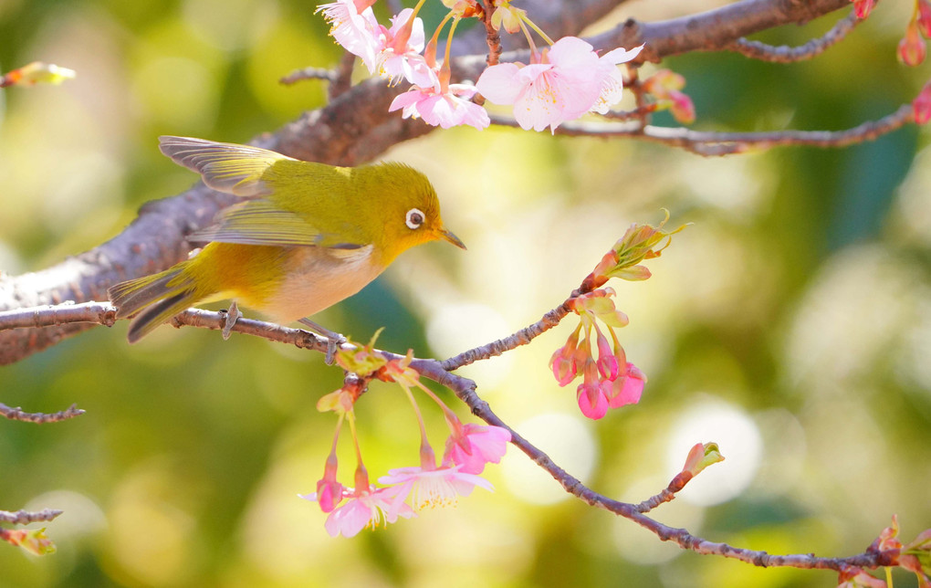 ～三ツ池公園のメジロちゃんと河津桜～