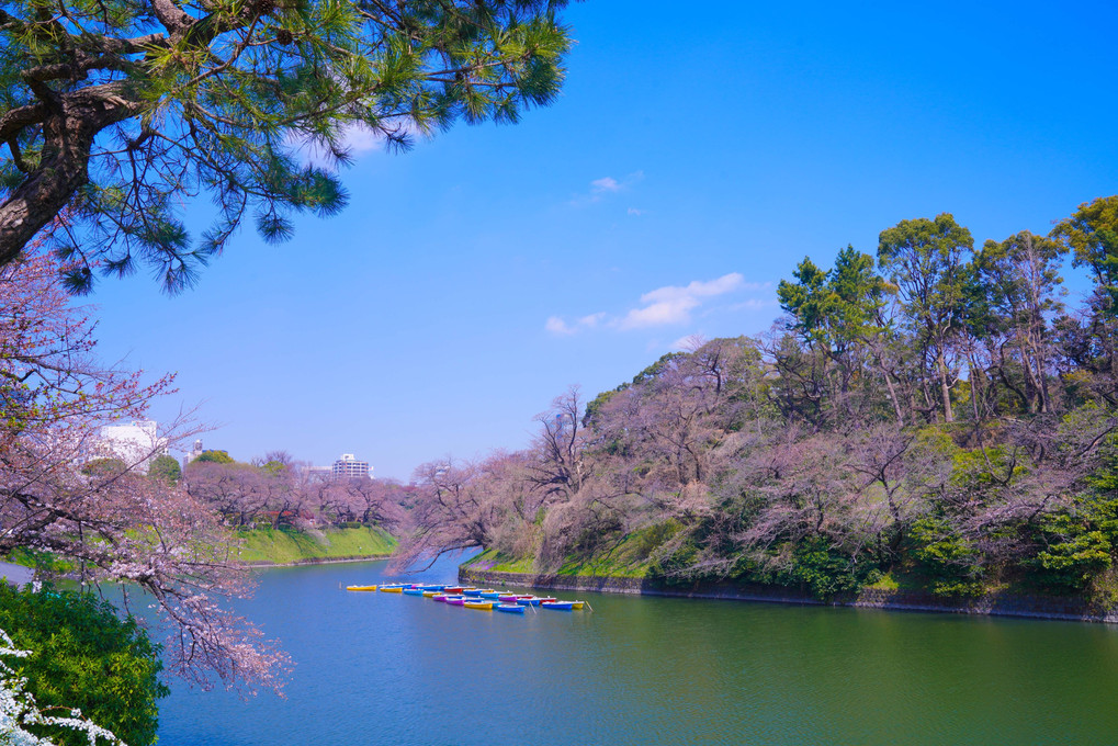 ～早撮りの千鳥ヶ淵の桜～