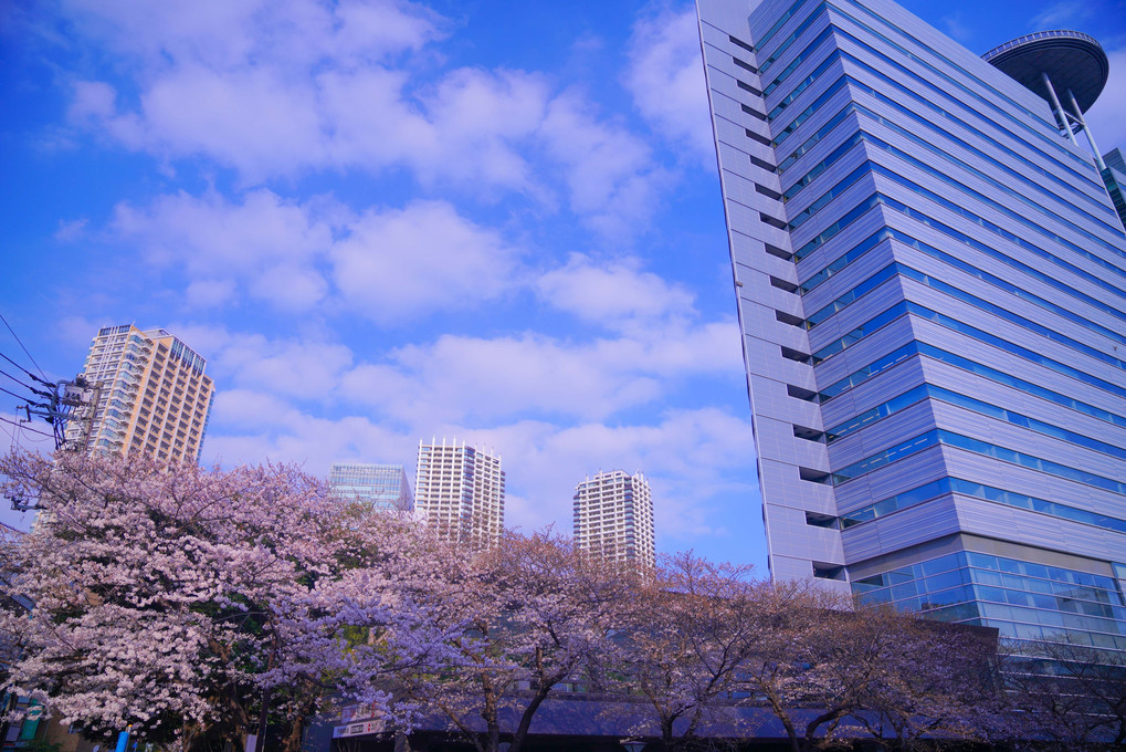 ～目黒川沿いの桜～　part1