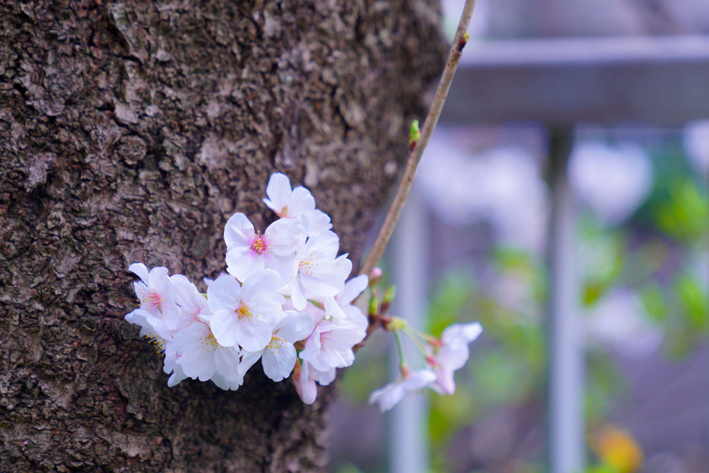 ～目黒川沿いの桜～　part1