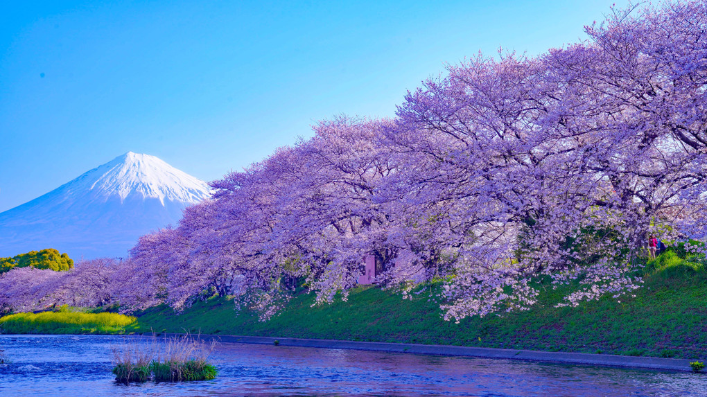 ～潤井川の川岸に咲く桜並木と富士山～
