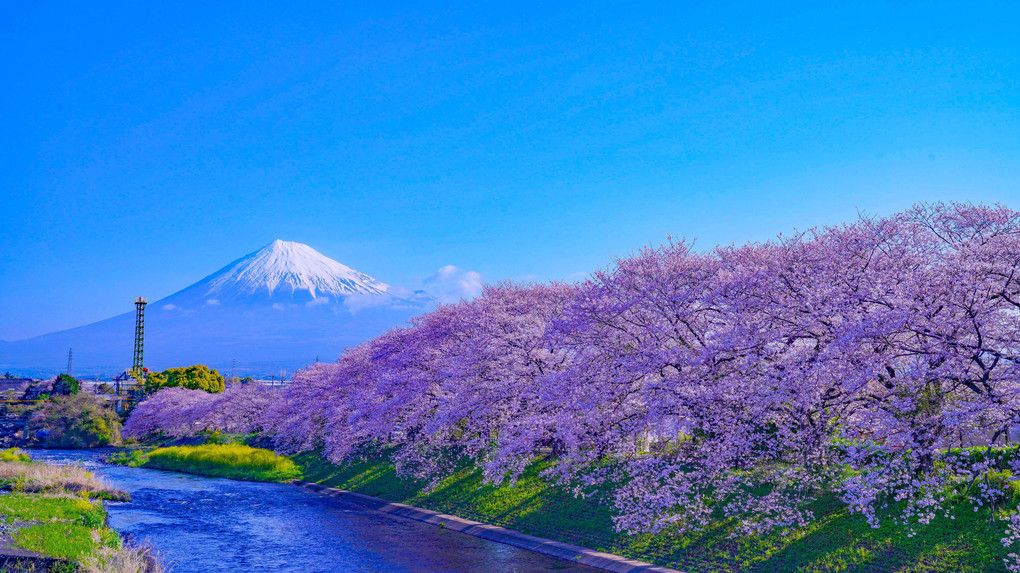 ～潤井川の川岸に咲く桜並木と富士山～