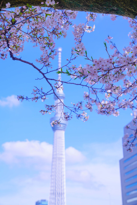 ～墨田川の桜とスカイツリー～