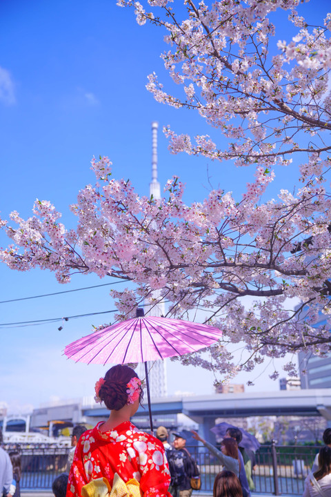 ～墨田川の桜とスカイツリー～