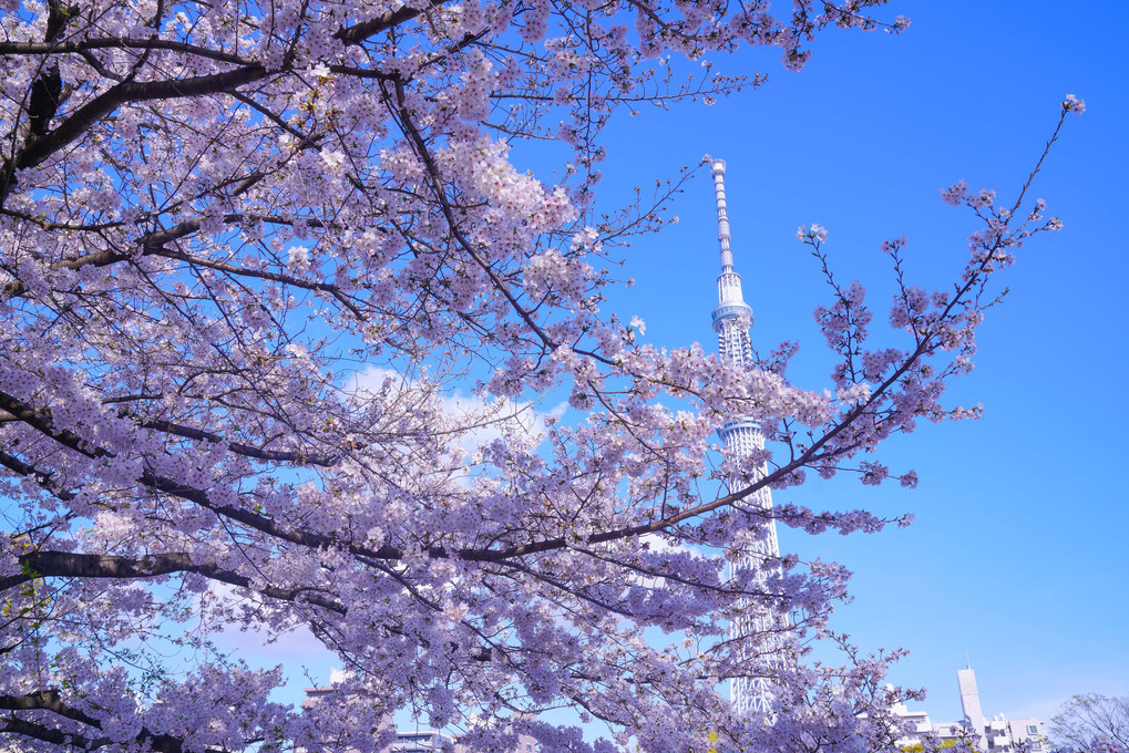 ～墨田公園からの桜とスカイツリー～