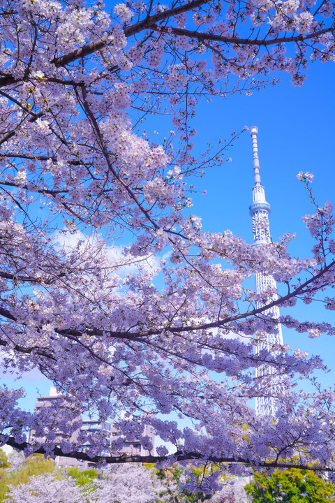 ～墨田公園からの桜とスカイツリー～
