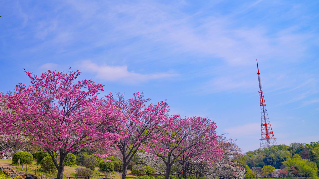 ～三ッ池公園の桜～