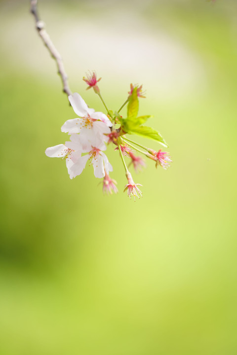 ～三ッ池公園の桜～