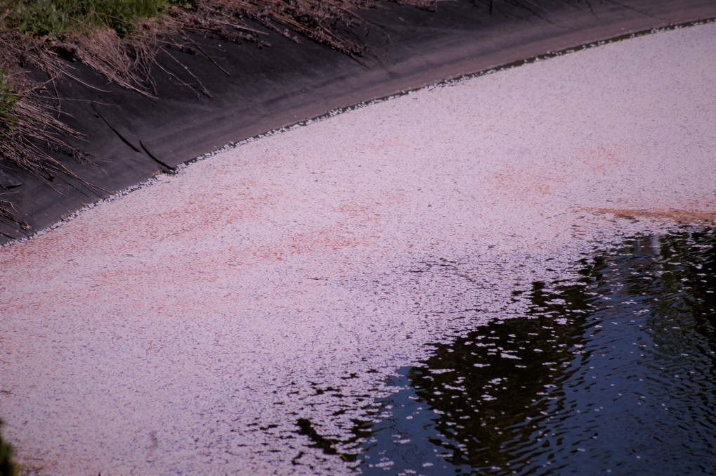 浮き桜