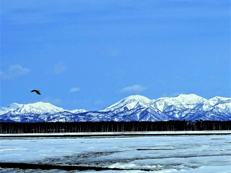 大雪山と白樺林