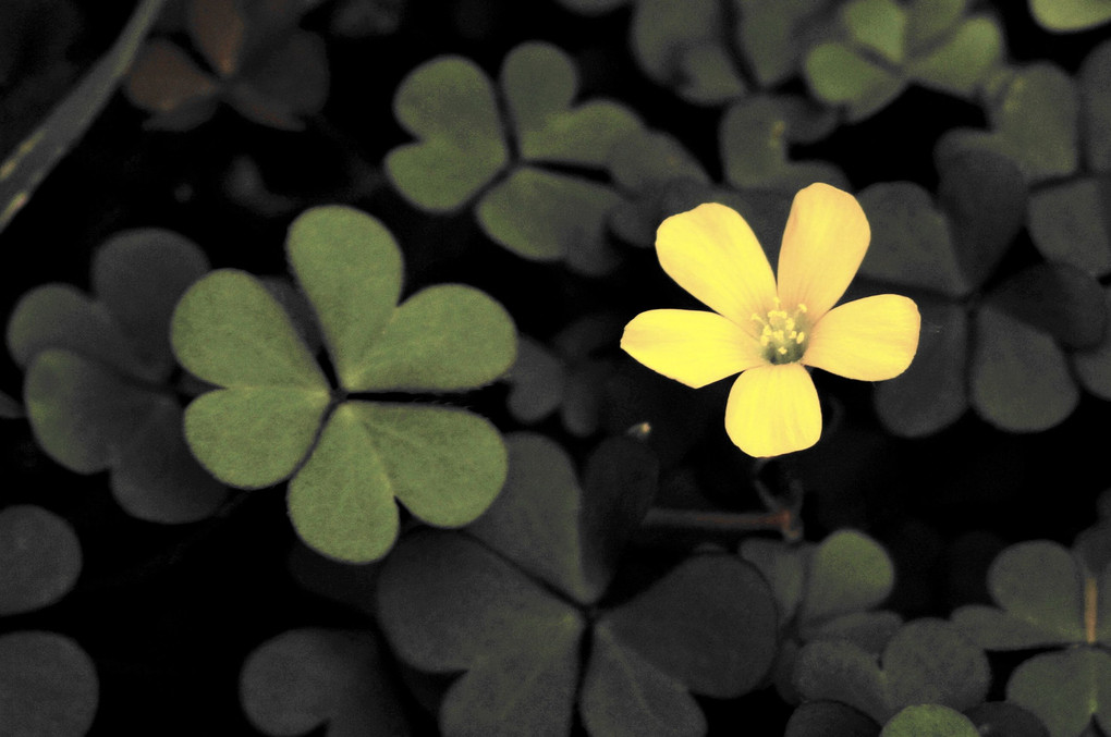 黄色い花と幸せのハート型の葉