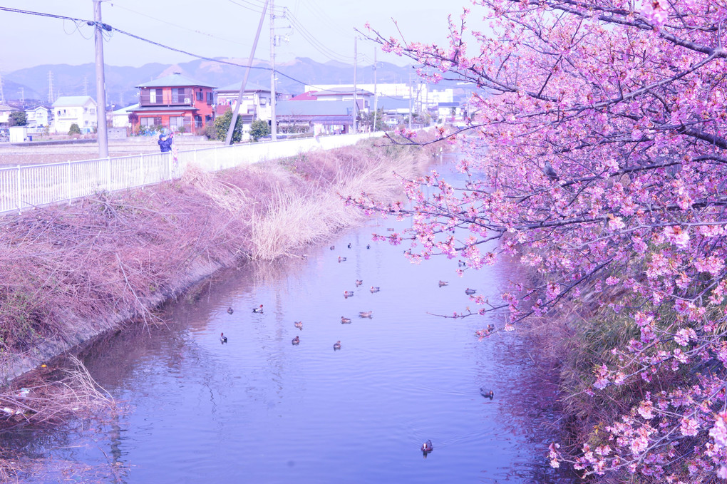 桜も水鳥もいっぱい