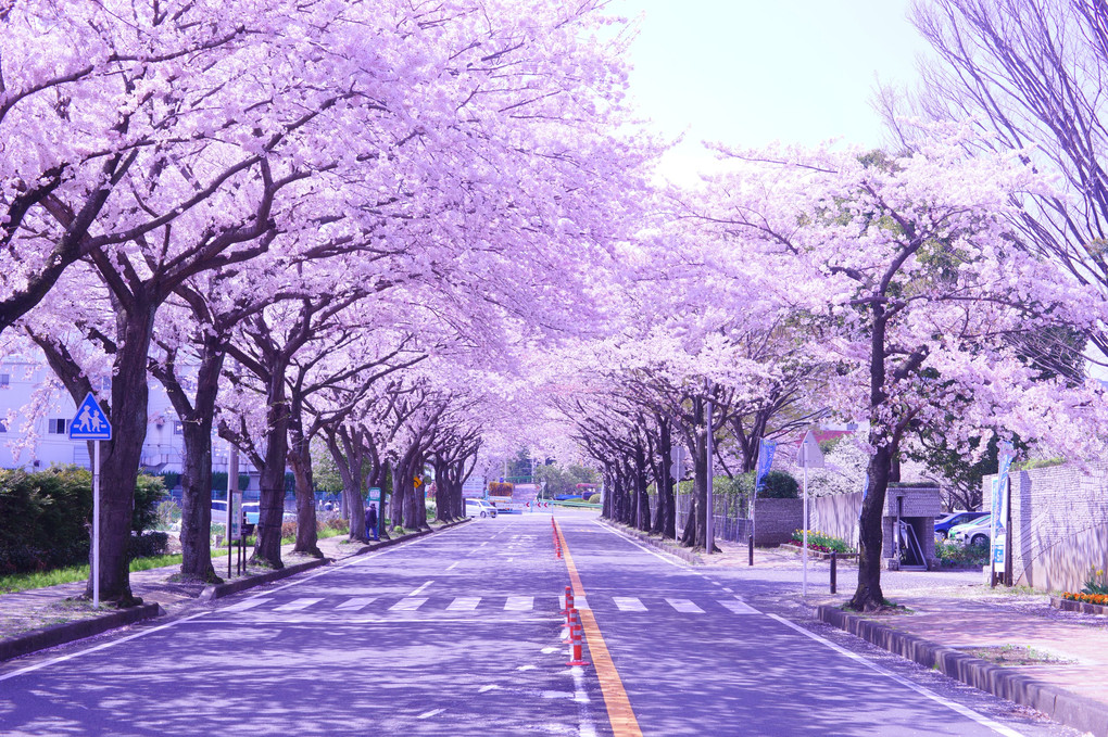 桜並木