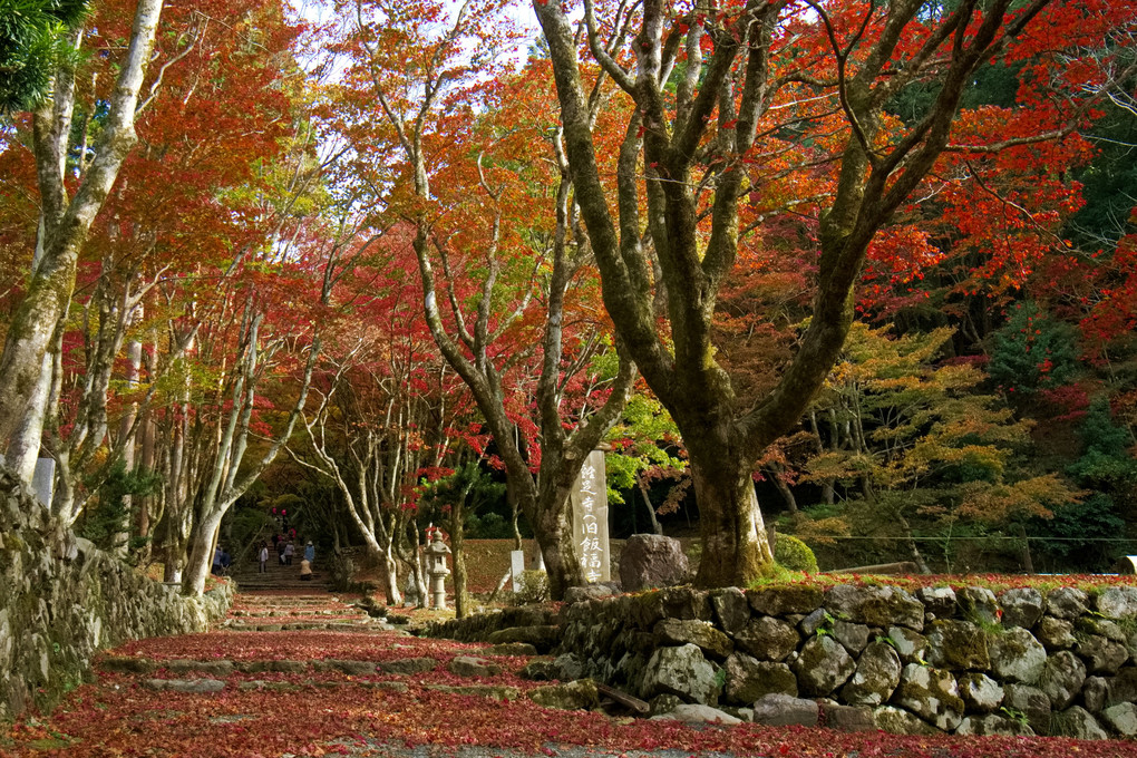 鶏足寺・紅葉散策