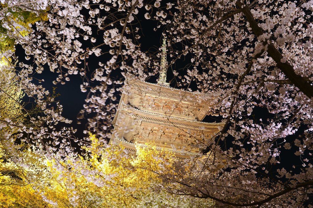 京都・東寺（夜桜ライトアップ）　4枚組
